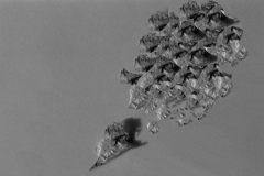 Metamorphose
