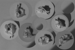 Metamorphose 5